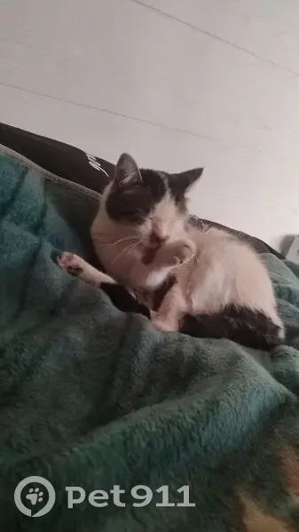 Пропал кот, Советская улица, 98А, Михалёво - белый с чёрными пятнами - photo