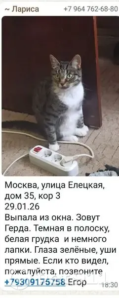 Пропала кошка, Елецкая улица, 35 к3, Москва - полосатая с белой грудкой и лапками - photo
