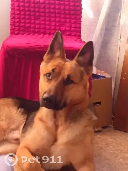 Пропала собака, улица Академика Павлова, 59, Красноярск - овчарка по имени Яша-рей - photo