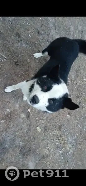 Пропал собака, Вилюйский тракт, 15, Якутск - черно-белый, весёлый, игривый - photo