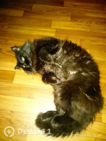 Пропал кот, Культурный переулок, 18, Орёл - чёрный, чуть пушистый - photo