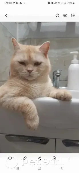 Пропал кот, Семёнково, Вологодская область - бело-рыжий, плюшевый - photo