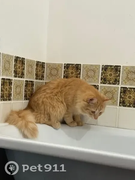 Пропал кот, улица Николаева, Стерлитамак - photo