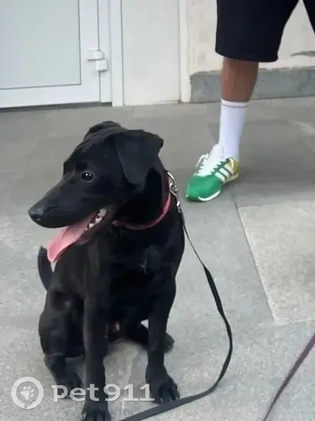 Пропала собака, улица Новоажимова, 3А, городской округ Ижевск - чисто чёрного цвета с красным ошейником - photo