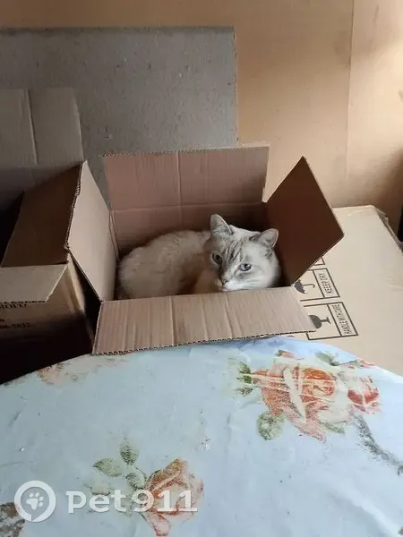 Пропал кот, 41К-005, Гостицкое сельское поселение, Гостицкое - белосерый окрас, полу сиамский - photo