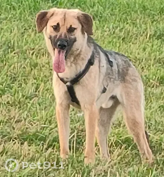 Пропал собака, Терновка, Воронежская область - метис Русской гончей - photo