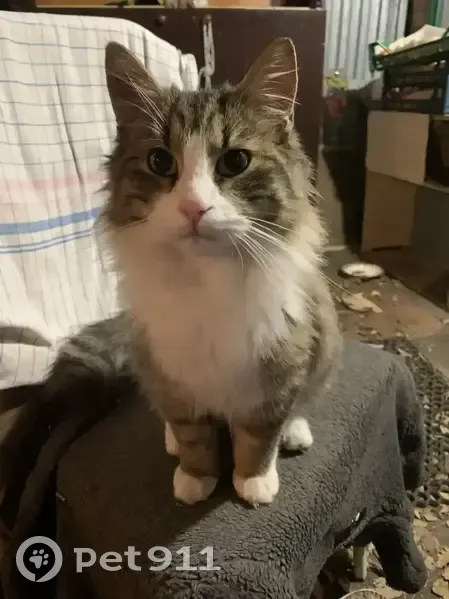 Пропал кот, улица Фрунзе, 125, Афипский - отзывается на имя Барик - photo