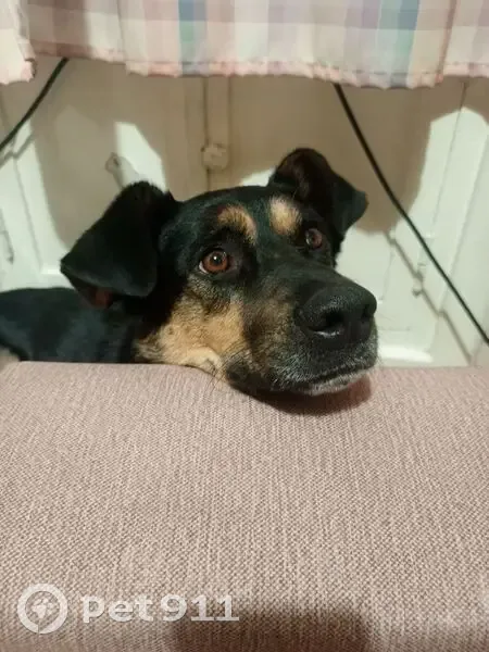 Пропал собака, Большевистская улица, 54, Магнитогорск - дружелюбный пес по кличке Алик - photo