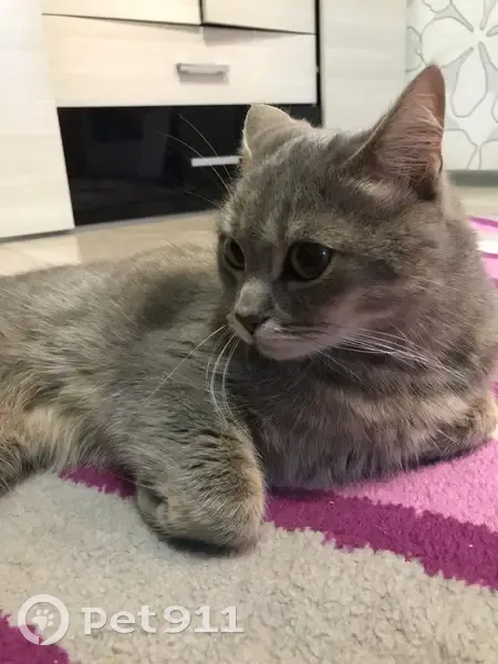 Пропал кот, Ялта, Крым - откликается на имя Брайн - photo