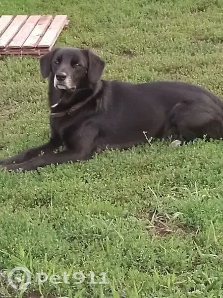 Пропал собака, улица Горького, 13А, Хомутово - photo