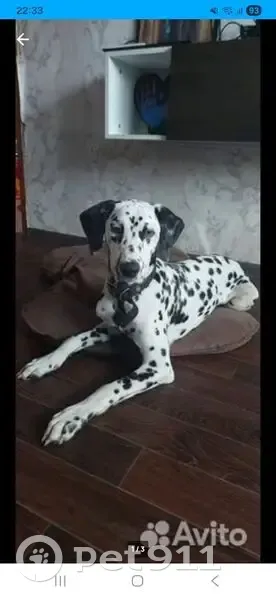 Пропал собака, мужской, Московская улица, Плешково - photo