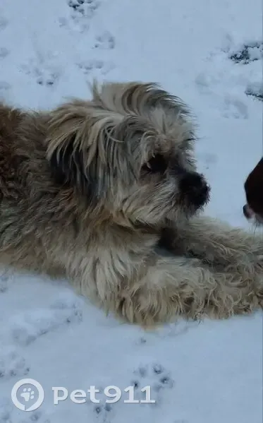 Пропала собака, женский пол, улица Князя Шереметьева, Белгород - photo