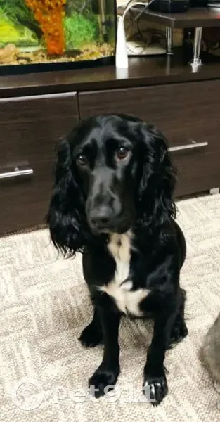 Пропала собака, улица Луначарского, 2, Заволжье - черный спаниель с белой грудкой - photo