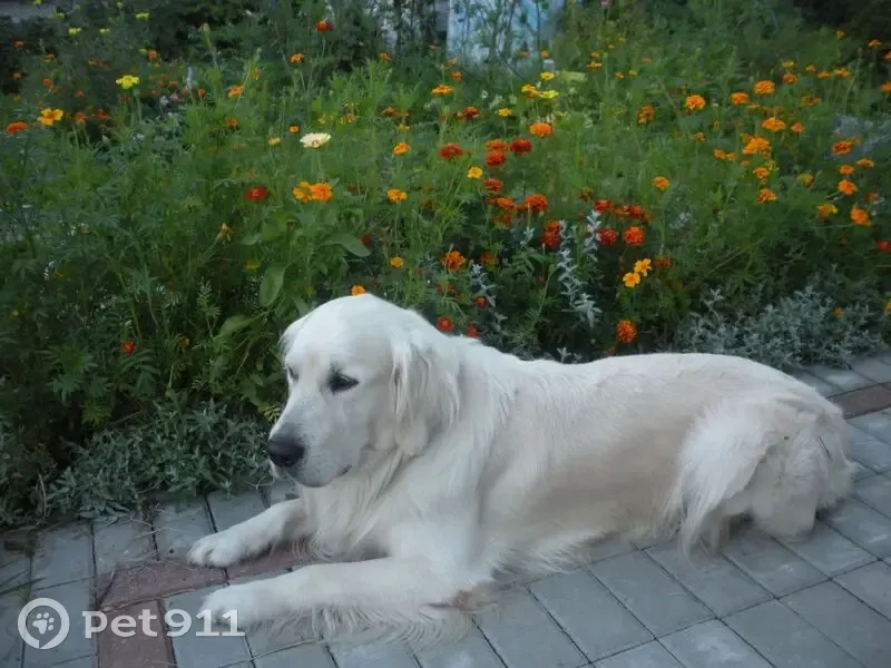 Пропал собака, Подгорное, Калининградская область - светло-жёлтый окрас и больной правый глаз - photo