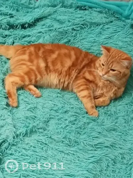 Пропал кот, городское поселение Грязи, Липецкая область - рыжего окраса - photo