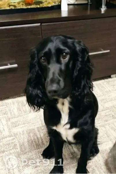 Пропала собака, улица Луначарского, Заволжье - девочка по кличке Летти - photo