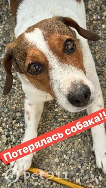 Пропала собака, улица Крупской, 16, Краснодар - Мэри может быть напугана - photo