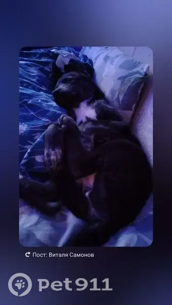 Пропала собака, улица Каширина, 45, Чебаркуль - чёрный окрас - photo