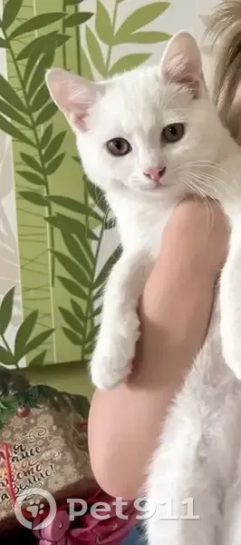 Пропал кот, улица Гайдаш, 171, Батайск - photo