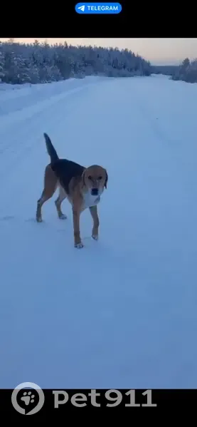 Пропал собака, Самылово - photo