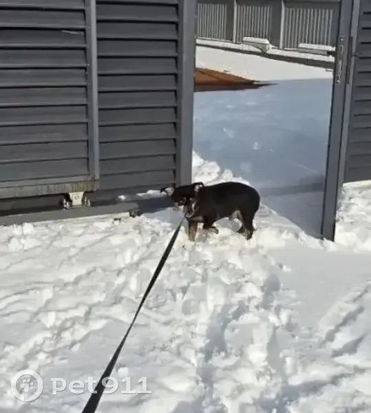 Пропал собака, улица Горпищенко, 11, Новороссийск - черно-коричневый окрас, хвост купирован - photo