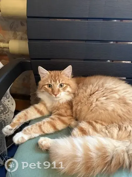 Пропал кот, улица Льва Толстого, 45, Ярославль - пушистый и ласковый - photo