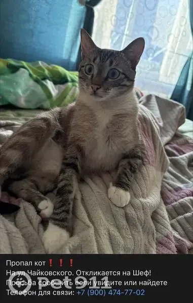 Пропал кот, улица Чайковского, 7, Гусь-Хрустальный - photo