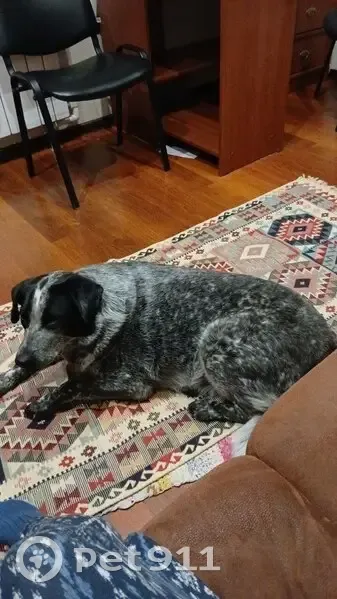 Пропала собака, женский пол, улица Олега Кошевого, Ульяновск - photo