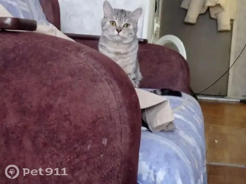 Пропал кот, бульвар Строителей, 46, Кемерово - серебристый окрас с полосками - photo