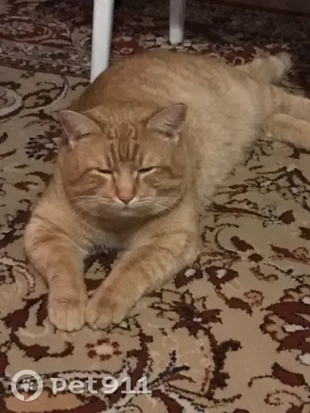 Пропал кот, Лесная улица, 43, Снегири - крупный и ласковый - photo