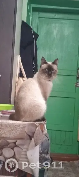 Пропал кот, Тюрюшля, Большой Куганак - с белыми лапками и чёрным ошейником - photo