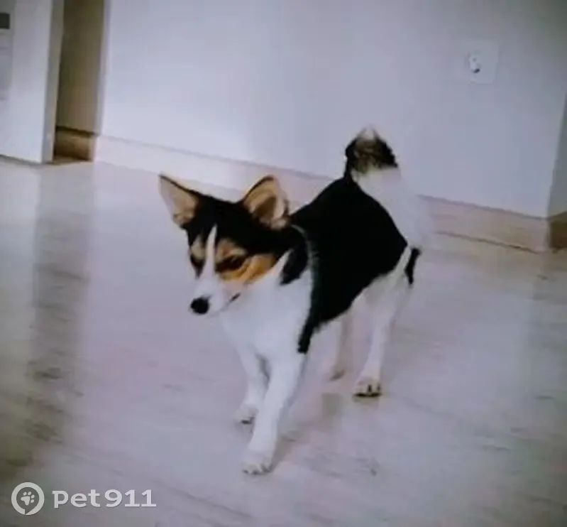 Пропала собака, улица Габдуллы Тукая, Мензелинск - трёхцветный окрас - photo