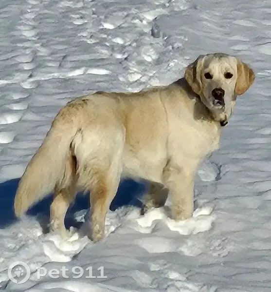 Пропала собака, Средняя улица, 13, Краснодар - девочка, 1 год, ласковая - photo