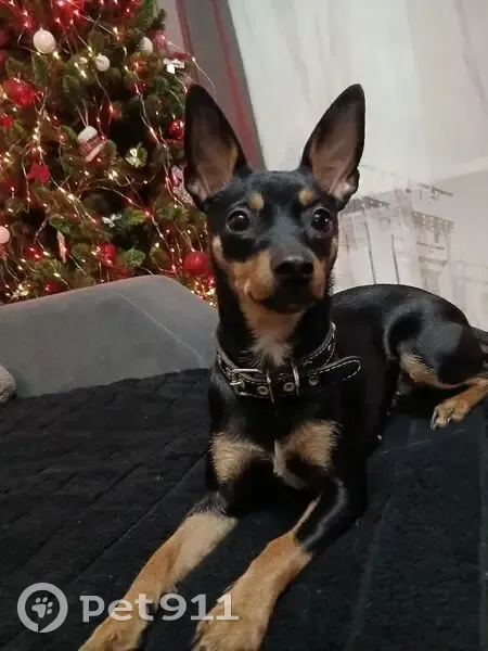 Пропала собака, 3-я Путевая улица, 27Б, Омск - черный с коричневым окрас - photo