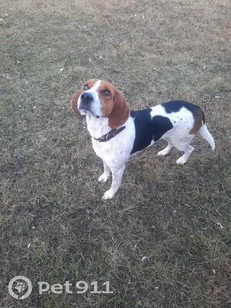 Пропала собака, Польники, Почепский район - эстонская гончая - photo