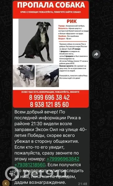 Пропал собака, проспект 40-летия Победы, Ростов-на-Дону - черно-белый - photo
