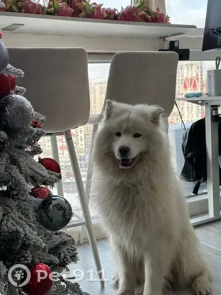 Пропал собака, Истра — два белых самоеда - photo