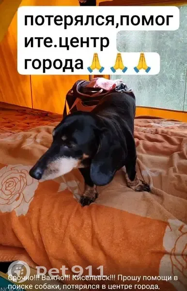 Пропал собака, центр города, Киселёвск - такса с синим светящимся ошейником - photo