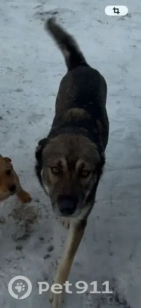 Пропал собака, городской округ Курск, Курская область - крупный серый пёс по кличке Рой - photo