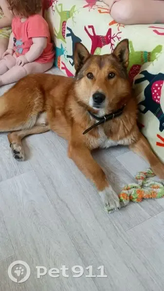 Пропала собака, Барышевский сельсовет, Новосибирская область - рыжий с белым окрас - photo