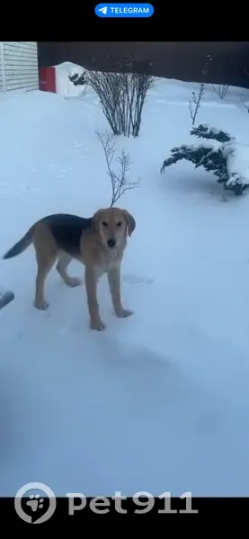 Пропала собака, Центральная улица, Вьюнка, Коржовоголубовское - женская - photo