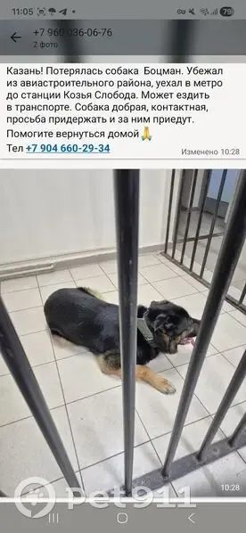 Пропал собака, Казань, Татарстан - photo