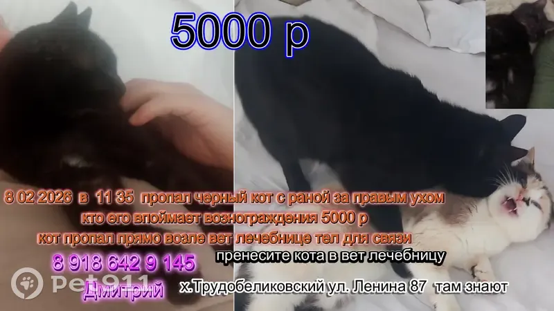 Пропал кот, Садовая улица, Трудобеликовский - чёрный с раной за правым ухом - photo
