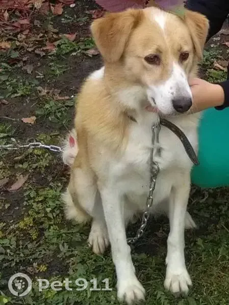 Пропала собака, улица Лопасненских ополченцев, Чехов - добрая, с ошейником и карабином - photo