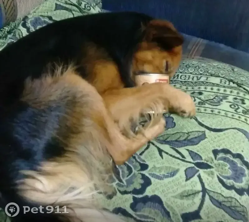 Пропал собака, мужской, Екатеринбург, Свердловская область - зовут Рич - photo