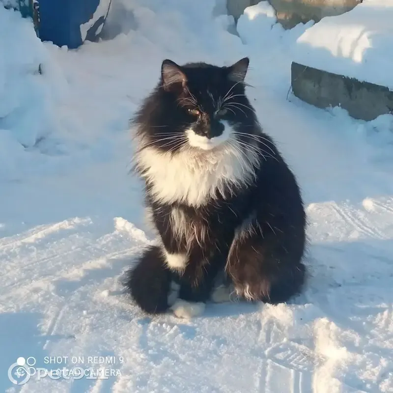 Пропал кот, Бегуницкое сельское поселение, Ленинградская область - пушистый с черным пятном на носу - photo