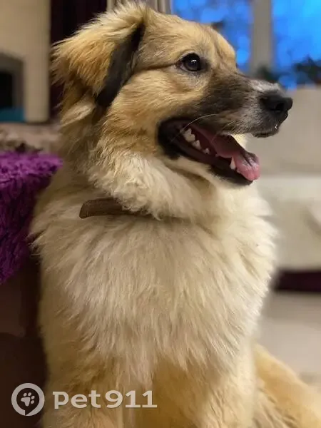 Пропала собака, Северная улица, 6, Заокский - бело-рыжий окрас, откликается на Луна - photo