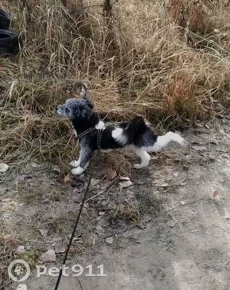Пропала собака, Загородная улица, 6, Железногорск - пушистый и кучерявый - photo
