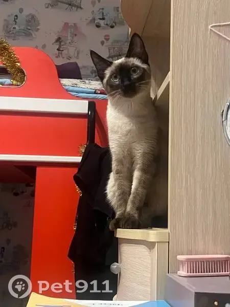 Пропала кошка, Одинцово, Московская область - выразительная тёмная «маска» - photo