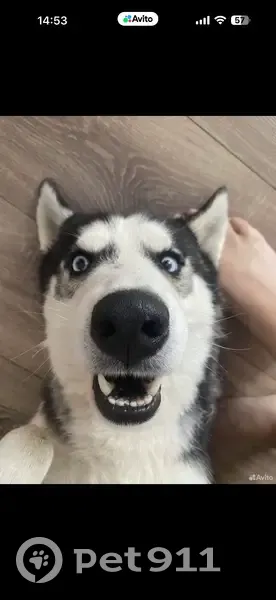 Пропал собака, Зелёная улица, 8А/1, Астрахань - хаски по кличке Тор - photo